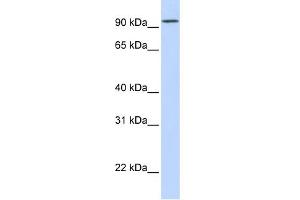 WB Suggested Anti-DPP6 Antibody Titration:  0. (DPP6 antibody  (Middle Region))