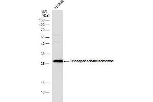 TPI1 antibody  (C-Term)