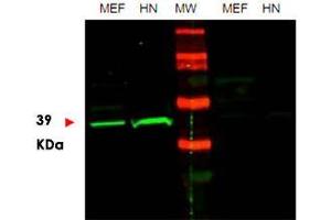 Western blot using POU5F1 polyclonal antibody  shows detection of endogenous POU5F1 in mouse embryonic fibroblast (MEF) cell lysate (lane 1) and HeLa nuclear extract (HN) (lane 2).