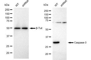 Western blotting analysis using Caspase 3 antibody (ABIN7797895).