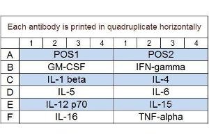 Image no. 1 for Non-Human Primate Cytokine Array Q1 (ABIN4956082) (Non-Human Primate Cytokine Array Q1)