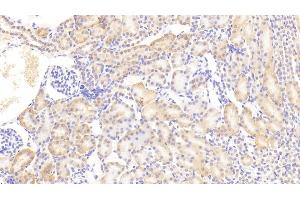 Detection of EPO in Mouse Kidney Tissue using Polyclonal Antibody to Erythropoietin (EPO) (EPO antibody  (AA 82-192))