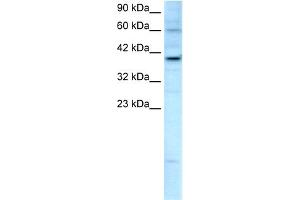 WB Suggested Anti-KIF25 Antibody Titration:  2. (KIF25 antibody  (C-Term))
