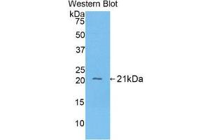Western Blotting (WB) image for anti-Fibrinogen alpha Chain (FGA) (AA 77-244) antibody (ABIN3201568)