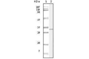 Western blot analysis using APP mouse mAb against truncated APP recombinant protein. (APP antibody)
