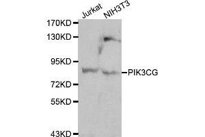 Western blot analysis of Jurkat and NIH3T3 cell lines, using PIK3CG antibody.