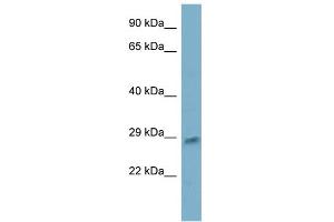 WB Suggested Anti-ING5 Antibody Titration:  0. (ING5 antibody  (N-Term))