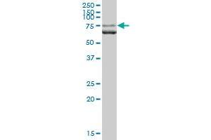 LMNA MaxPab polyclonal antibody. (Lamin A/C antibody  (AA 1-664))