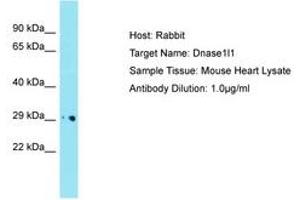 Image no. 1 for anti-Deoxyribonuclease X (DNASEX) (AA 201-250) antibody (ABIN6750522) (DNASEX antibody  (AA 201-250))