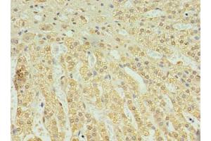 Immunohistochemistry of paraffin-embedded human adrenal gland tissue using ABIN7174820 at dilution of 1:100 (C2ORF15 antibody  (AA 1-125))