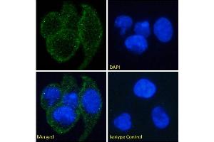 Immunofluorescence staining of fixed A549 cells with anti-EDAR antibody EDAR12. (Recombinant EDAR antibody)