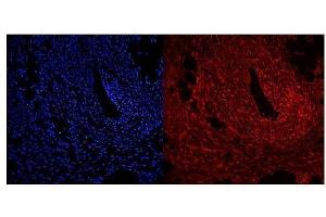 IF analysis of NFIC using anti-NFIC antibody (ABIN7600653).