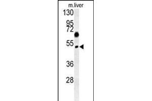 SNX31 Antibody (N-term) (ABIN652160 and ABIN2840572) western blot analysis in mouse liver tissue lysates (15 μg/lane).