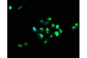 Immunofluorescence staining of Hela cells with ABIN7146723 at 1:66, counter-stained with DAPI. (CA4 antibody  (AA 75-200))