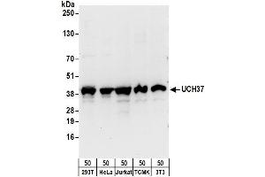 Western Blotting (WB) image for anti-Ubiquitin Carboxyl-terminal Hydrolase L5 (UCHL5) (AA 150-200) antibody (ABIN7450873)