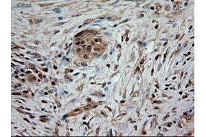 Immunohistochemical staining of paraffin-embedded kidney using anti-NTF3 (ABIN2452683) mouse monoclonal antibody. (Neurotrophin 3 antibody  (AA 139-257))