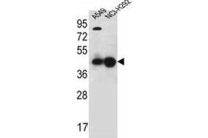 Western Blotting (WB) image for anti-Purine-Rich Element Binding Protein A (PURA) antibody (ABIN2996378)