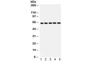 Western blot testing of 1) rat thymus, 2) mouse testis, human 3) Jurkat, 4) K562 and 5) HeLa lysate using SHC antibody. (SHC1 antibody)