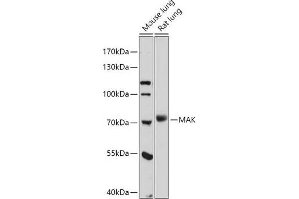 MAK antibody  (AA 370-435)