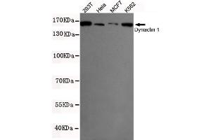 Western blot detection of Dynactin 1 in K562,MCF7,293T and Hela cell lysates using Dynactin 1 mouse mAb (1:500 diluted). (Dynactin 1 antibody  (N-Term))