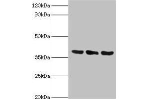 TMOD3 antibody  (AA 1-352)