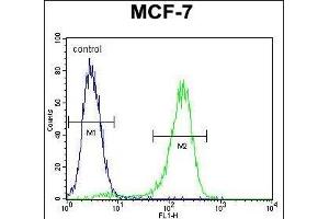 RARS Antibody (C-term) (ABIN655043 and ABIN2844674) flow cytometric analysis of MCF-7 cells (right histogram) compared to a negative control cell (left histogram). (RARS antibody  (C-Term))