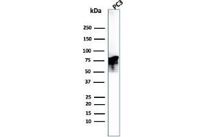 Western Blot Analysis of PC3 cell lysate. (Moesin antibody)