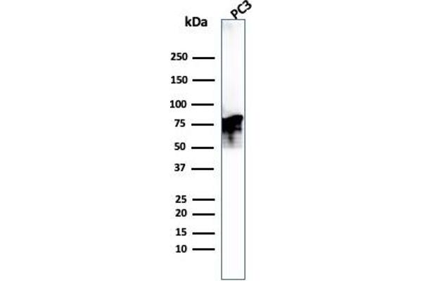 Moesin antibody