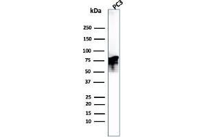 Western Blot Analysis of PC3 cell lysate.