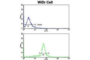 Flow Cytometry (FACS) image for anti-Villin 1 (VIL1) antibody (ABIN3002792) (Villin 1 antibody)