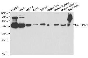 Western blot analysis of extracts of various cell lines, using SERPINB1 antibody. (SERPINB1 antibody  (AA 100-379))
