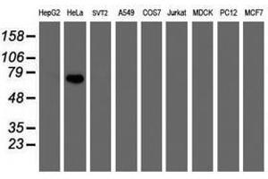 Image no. 1 for anti-F-Box Protein 42 (FBXO42) (AA 356-717) antibody (ABIN1491450) (FBXO42 antibody  (AA 356-717))