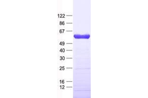 Zinc finger protein 82 homolog (ZFP82) protein (His tag)