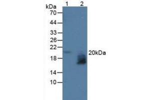 Figure. (WFDC2 antibody  (AA 30-124))
