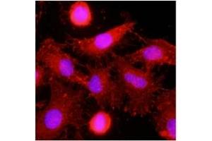 Immunofluorescence (IF) image for anti-C-Type Lectin Domain Family 4, Member E (CLEC4E) (AA 41-219) antibody (ABIN487351) (CLEC4E antibody  (AA 41-219))