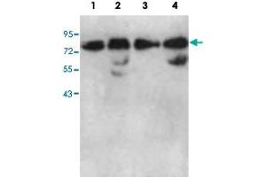 AARSD1 antibody  (AA 278-522)