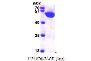 SDS-PAGE (SDS) image for Histidyl-tRNA Synthetase (HARS1) (AA 1-509) protein (His tag) (ABIN667221)
