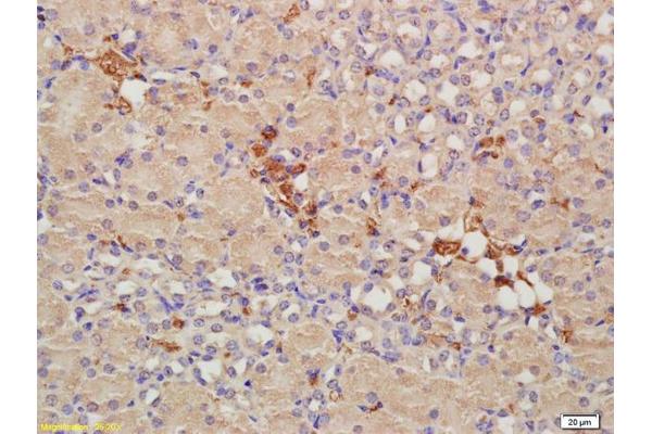 CRIM1 antibody  (AA 901-1028)