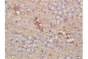 Formalin-fixed and paraffin embedded mouse kidney labeled with Anti-CRIM1 Polyclonal Antibody, Unconjugated (ABIN676853) at 1:200, followed by conjugation to the secondary antibody and DAB staining