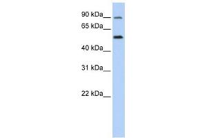 SLC41A1 antibody used at 1 ug/ml to detect target protein.