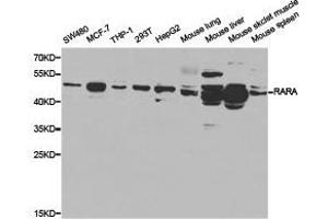 Western Blotting (WB) image for anti-Retinoic Acid Receptor, alpha (RARA) antibody (ABIN1875395) (Retinoic Acid Receptor alpha antibody)