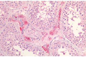Staining of paraffin embedded Human Testis. (SCARB1 antibody  (AA 238-250))