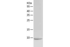 Western Blotting (WB) image for Calcium/calmodulin-Dependent Protein Kinase II Inhibitor 1 (CAMK2N1) (AA 1-78) protein (His tag) (ABIN7122093) (CAMK2N1 Protein (AA 1-78) (His tag))