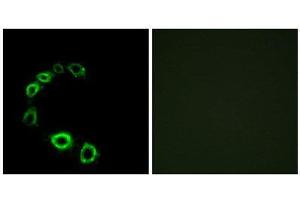 Immunofluorescence (IF) image for anti-Transmembrane Protein, Adipocyte Asscociated 1 (TPRA1) (C-Term) antibody (ABIN1853015) (GPR175 antibody  (C-Term))