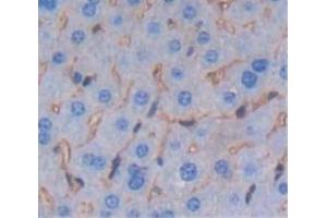 IHC-P analysis of Mouse Tissue, with DAB staining. (SEMA4B antibody  (AA 31-240))