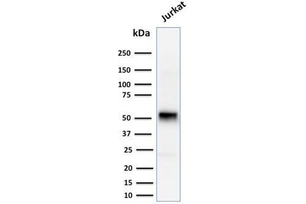 Cyclin E1 antibody  (AA 10-176)