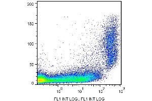 Surface staining of CD9 in murine peritoneal fluid cells with anti-CD9 (EM-04) FITC. (CD9 antibody  (FITC))