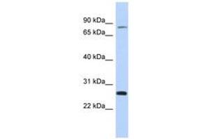 Image no. 1 for anti-Zinc Finger and SCAN Domain Containing 2 (ZSCAN2) (C-Term) antibody (ABIN6742942) (ZSCAN2 antibody  (C-Term))