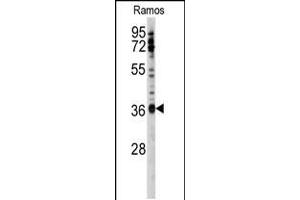 Western blot analysis of anti-U2AF1 Antibody (Center S70) in Ramos cell line lysates (35ug/lane).