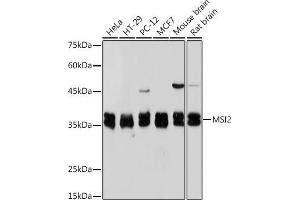 Western blot analysis of extracts of various cell lines, using Musashi-2 (Musashi-2 (MSI2)) Rabbit mAb (ABIN7268701) at 1:1000 dilution. (MSI2 antibody)